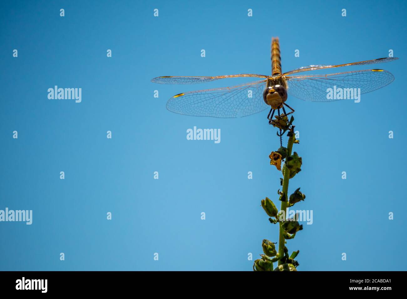Una libellula Meadowhawk all'Antelope Island state Park, Utah Foto Stock