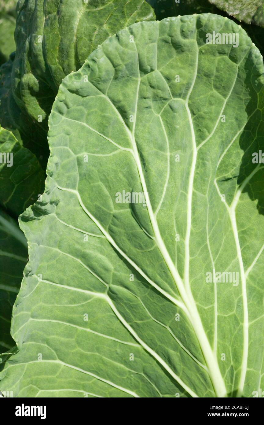 Il Chard svizzero cresce nel giardino di Carnation, Washington, USA Foto Stock