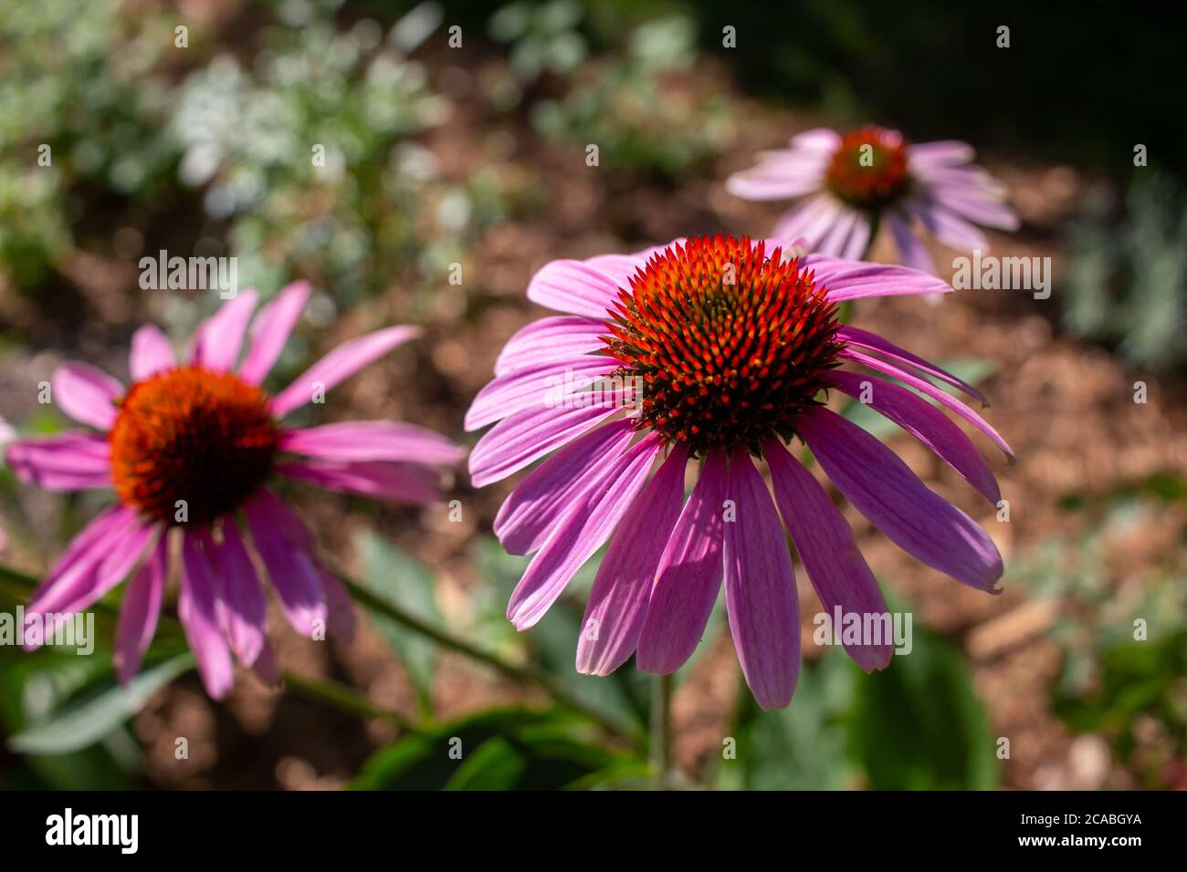 Primo piano vista delle teste fiorite di un fiore viola (echinacea purea) pianta con sfondo sfocato Foto Stock