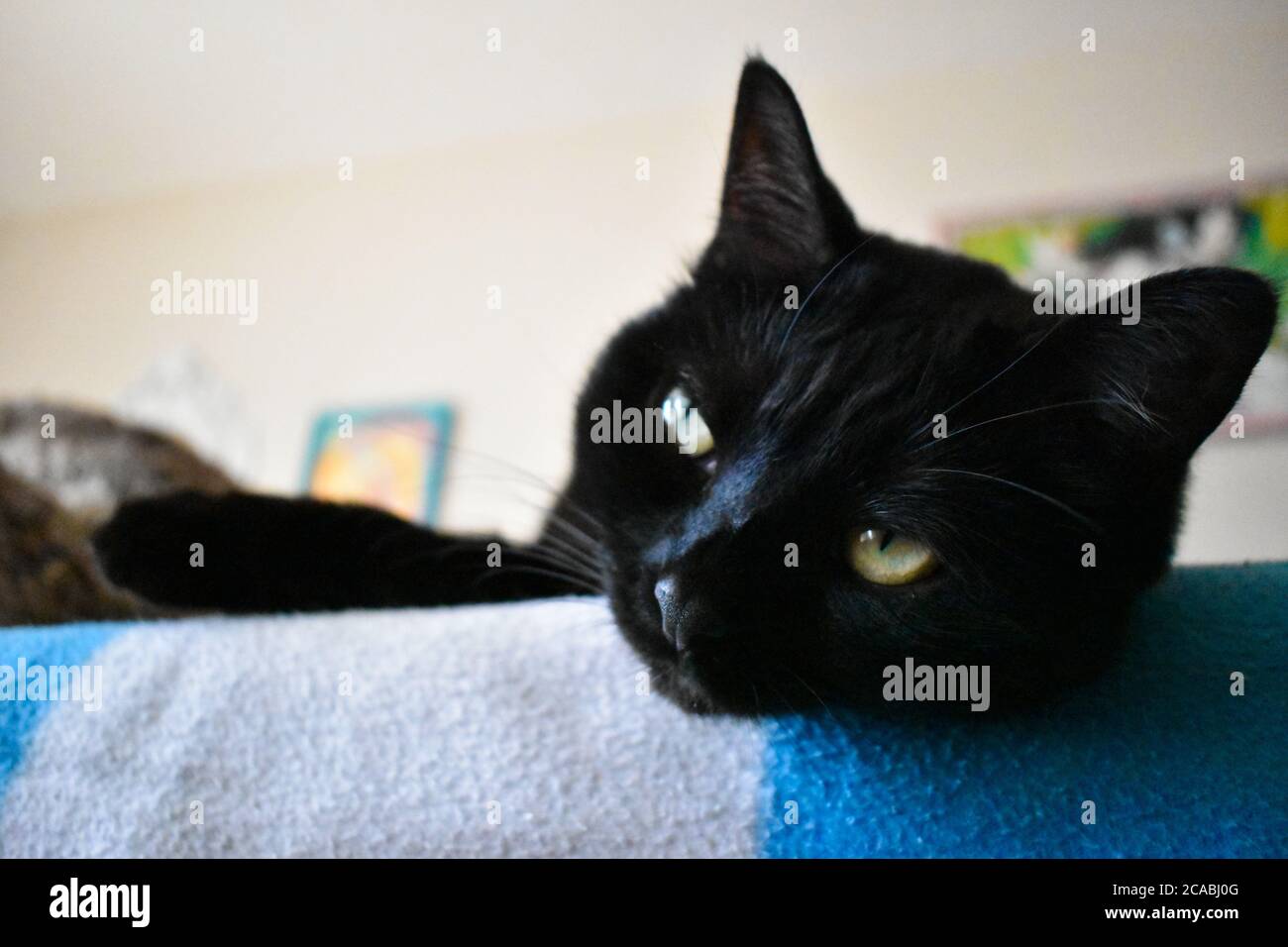 Gatto Bombay nero con gli occhi verde brillante che si posano sul letto Foto Stock
