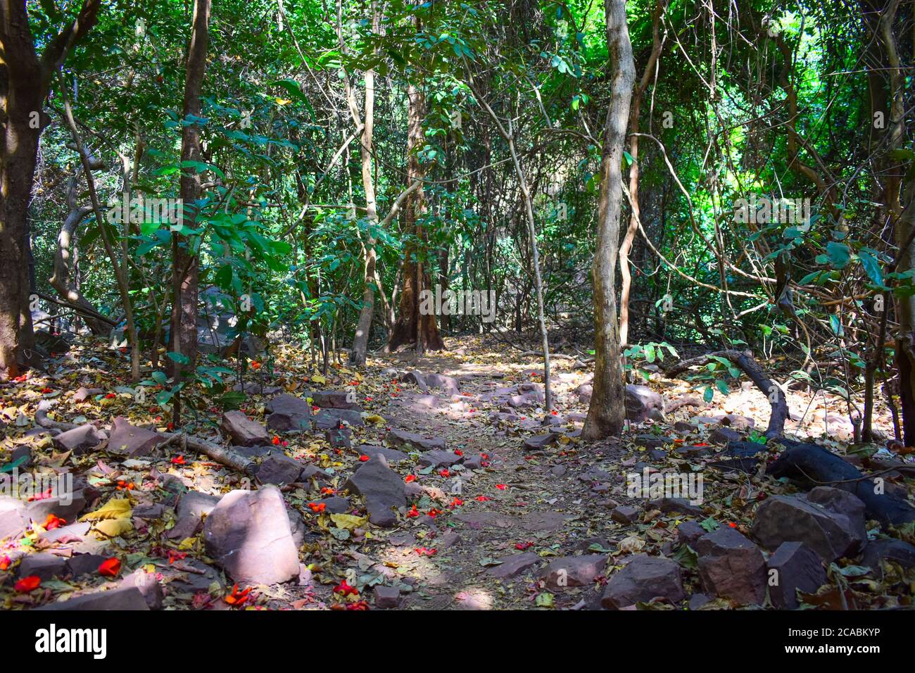 Sendero en la selva africana Foto Stock