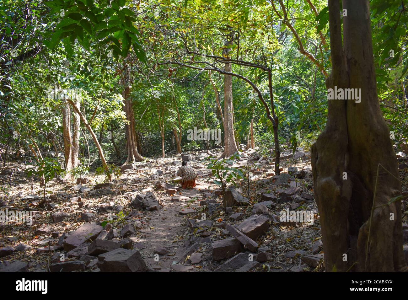 camino en la selava , africa senegal Foto Stock