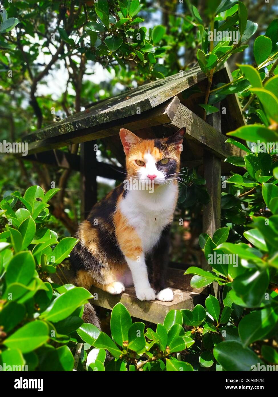 Messa a fuoco superficiale di un gatto selvaggio coperto di segni arancione, nero e bianco Foto Stock