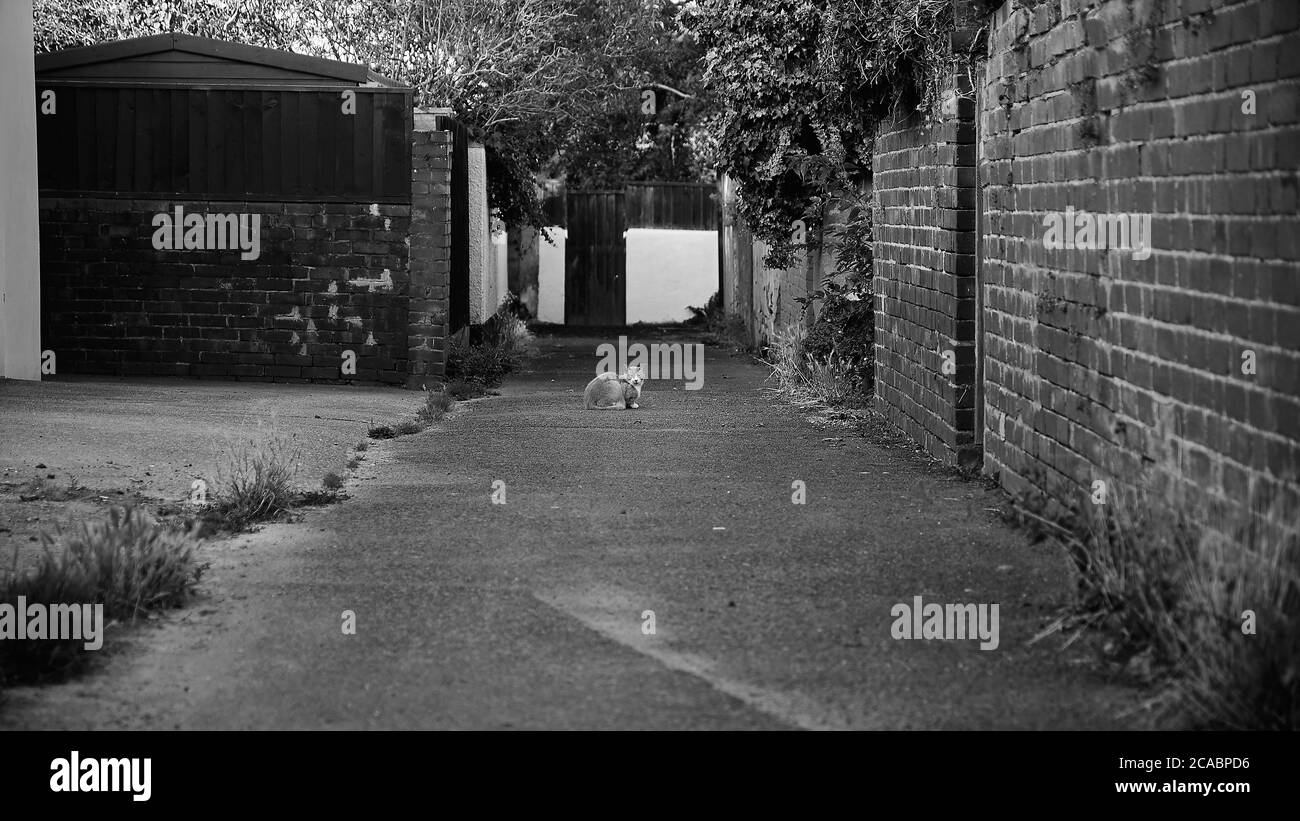 Alley Cat Foto Stock