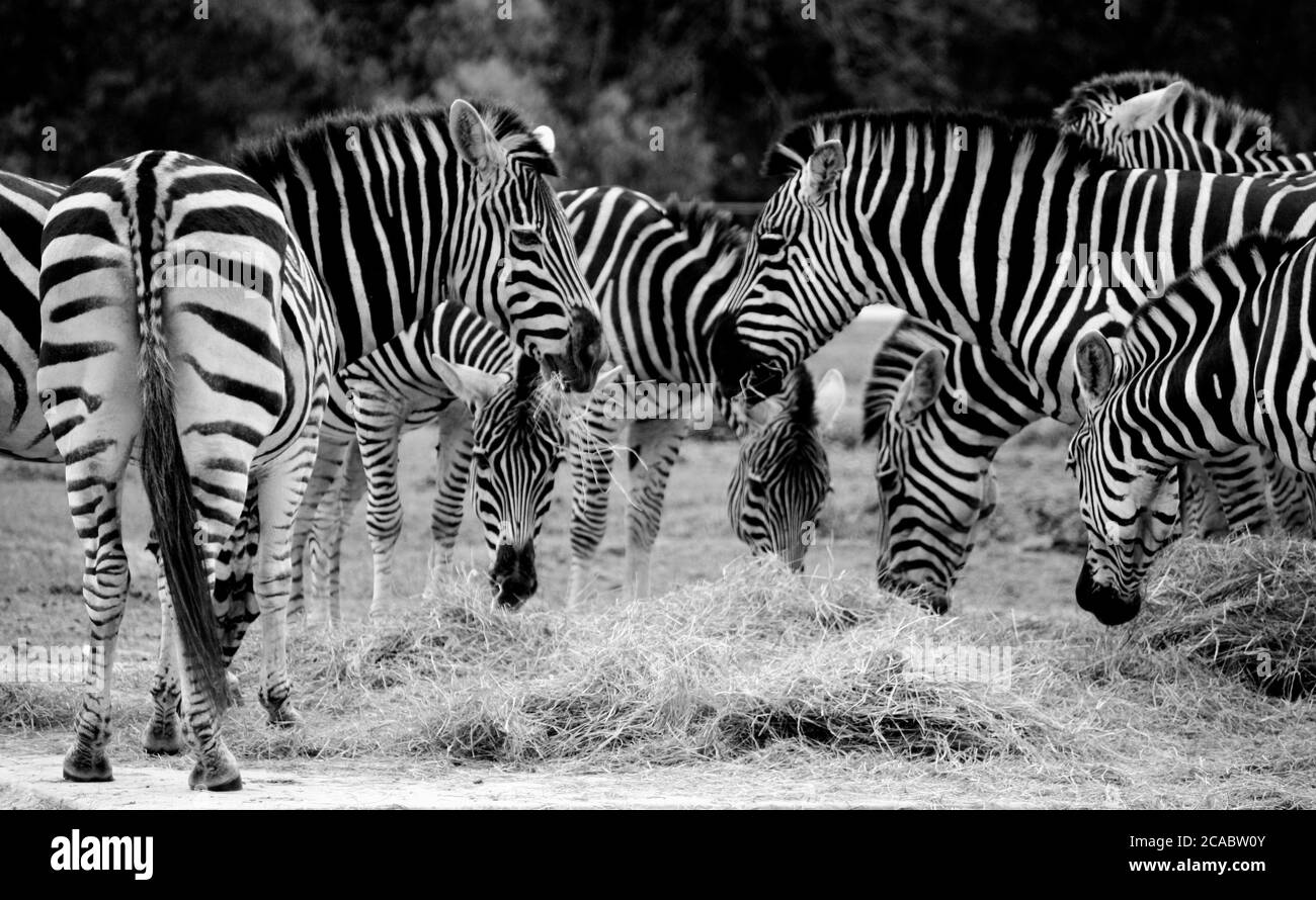 Un mazzo di Zebre. Foto Stock