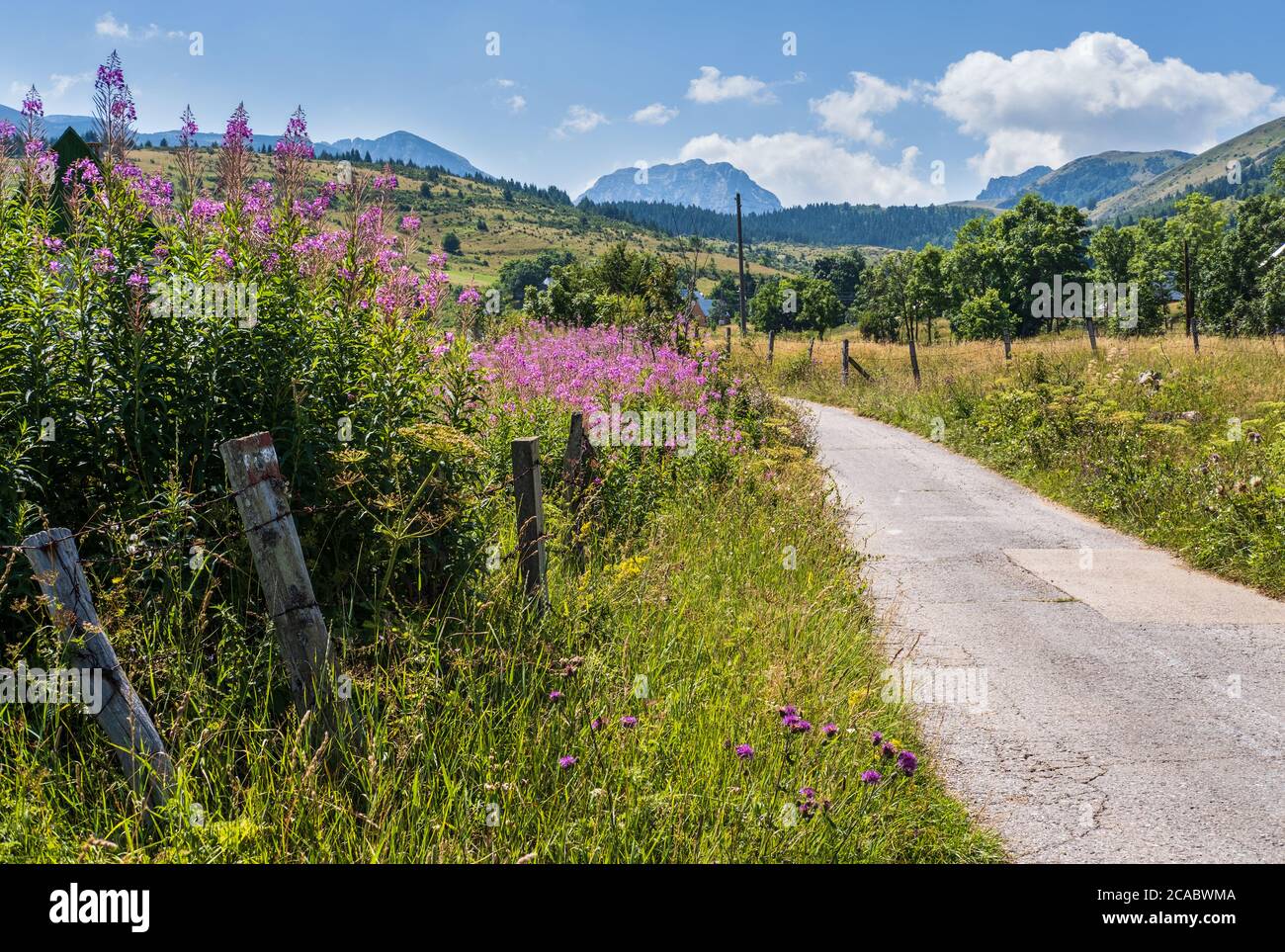 Bel fiore di erbe di salice rosa vicino alla strada secondaria nel Parco Nazionale Durmentor, Montenegro, Europa. Pittoresco paesaggio estivo di montagna campagna Foto Stock