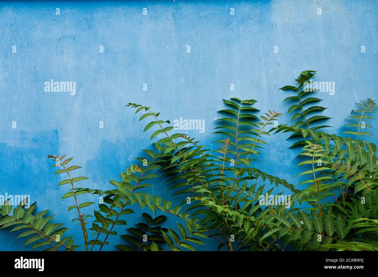 parete blu e una pianta verde Foto Stock
