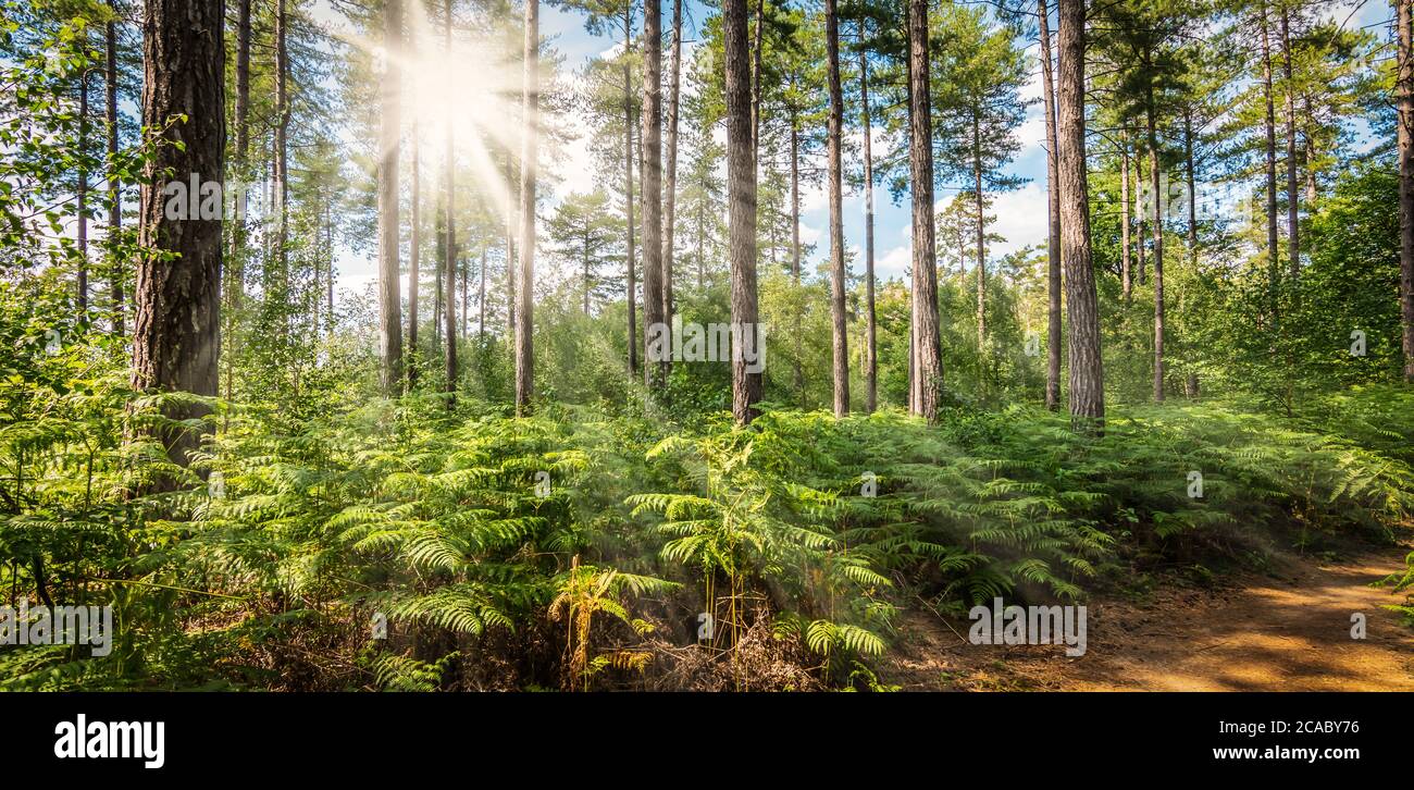 Bella foresta in estate con luce solare brillante attraverso gli alberi. Foto Stock