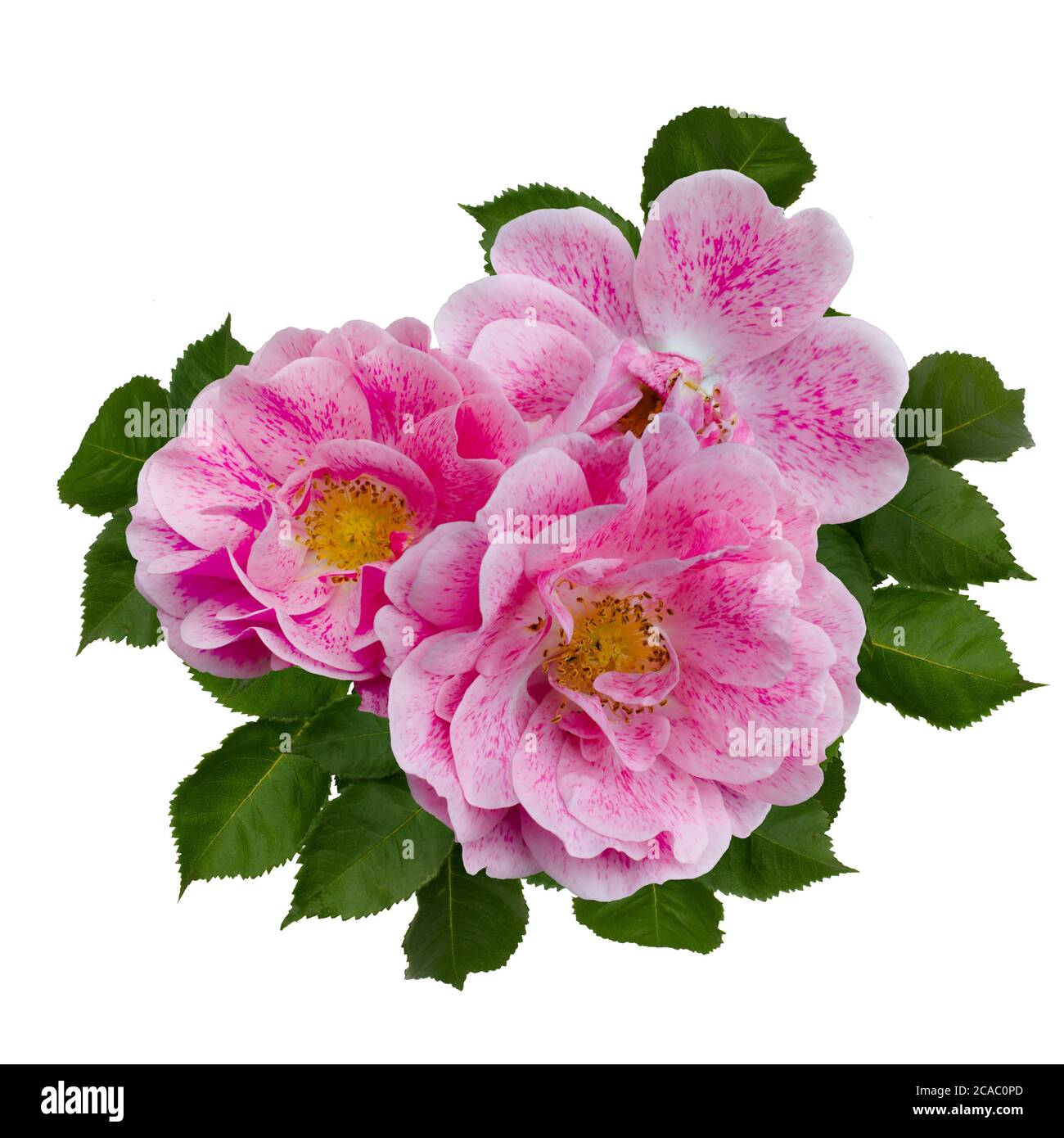 Delicate rose rosa con foglie verdi Foto Stock