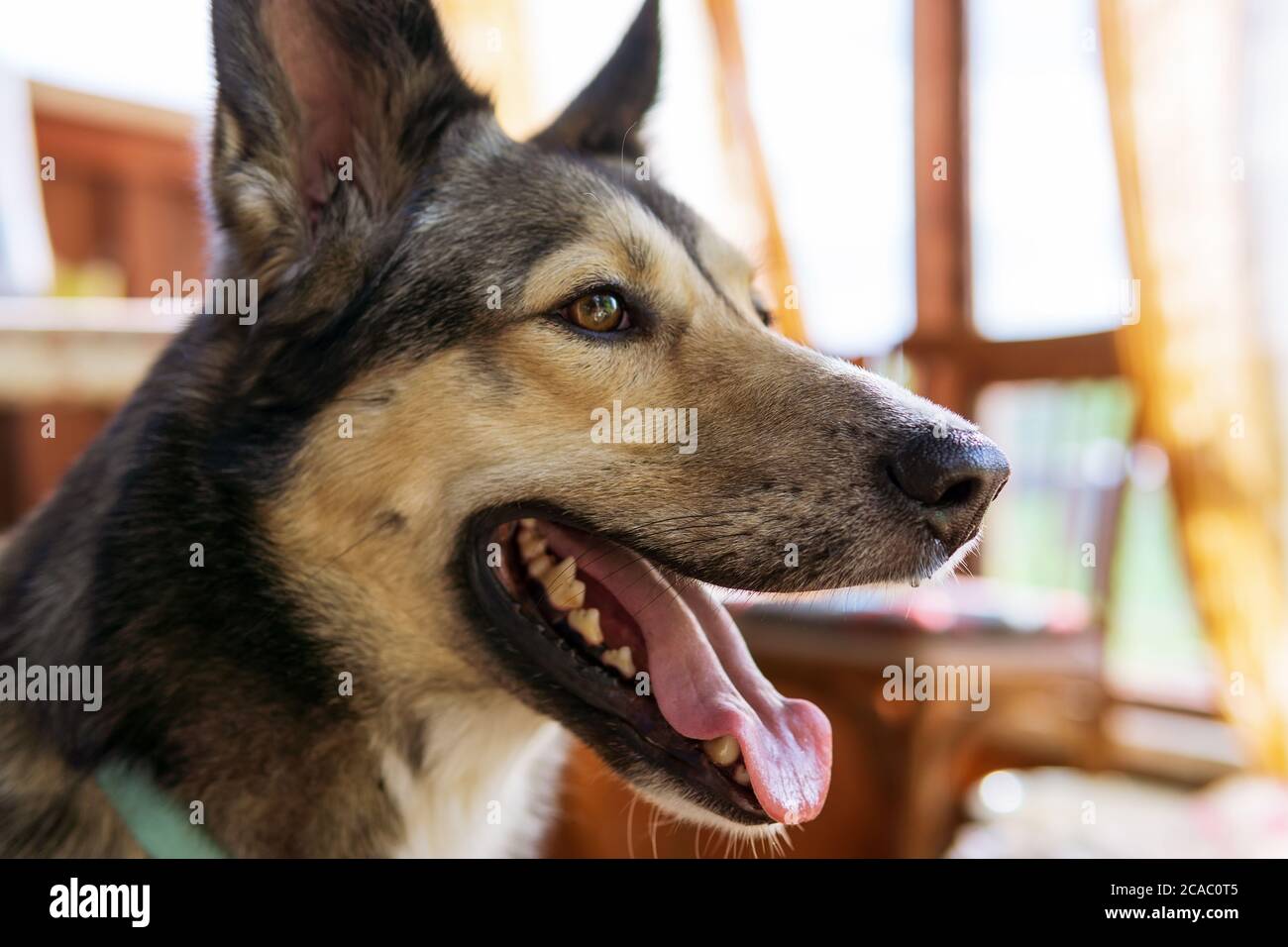 cane mongrel con bocca aperta che mostra lingua rosa. giorno d'estate. Sfondo sfocato. Foto Stock