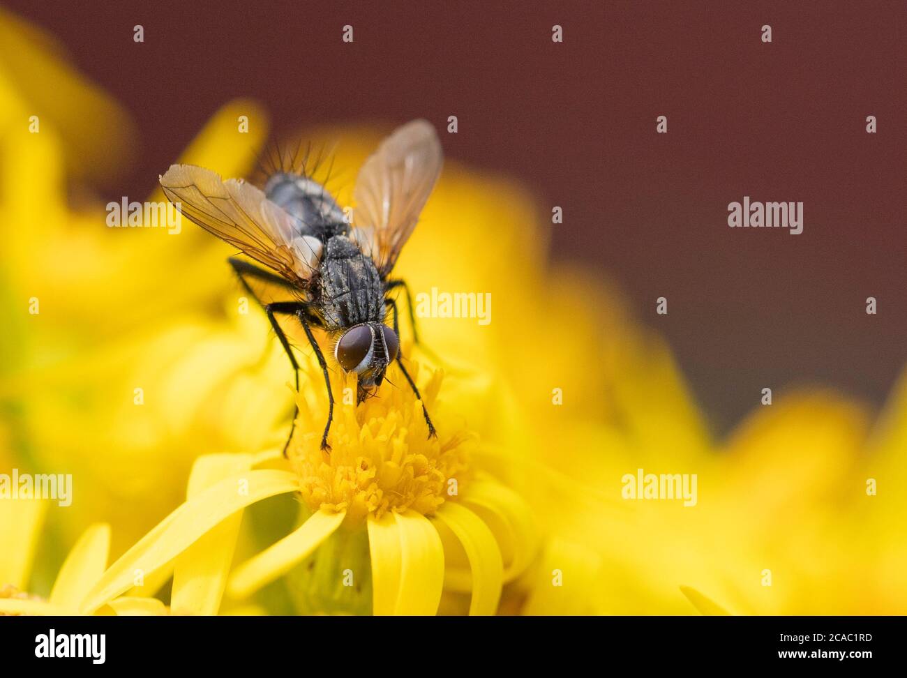 Flesh Fly, Oestroidea, seduta su un fiore nel Regno Unito co8untryside, estate 2020 Foto Stock