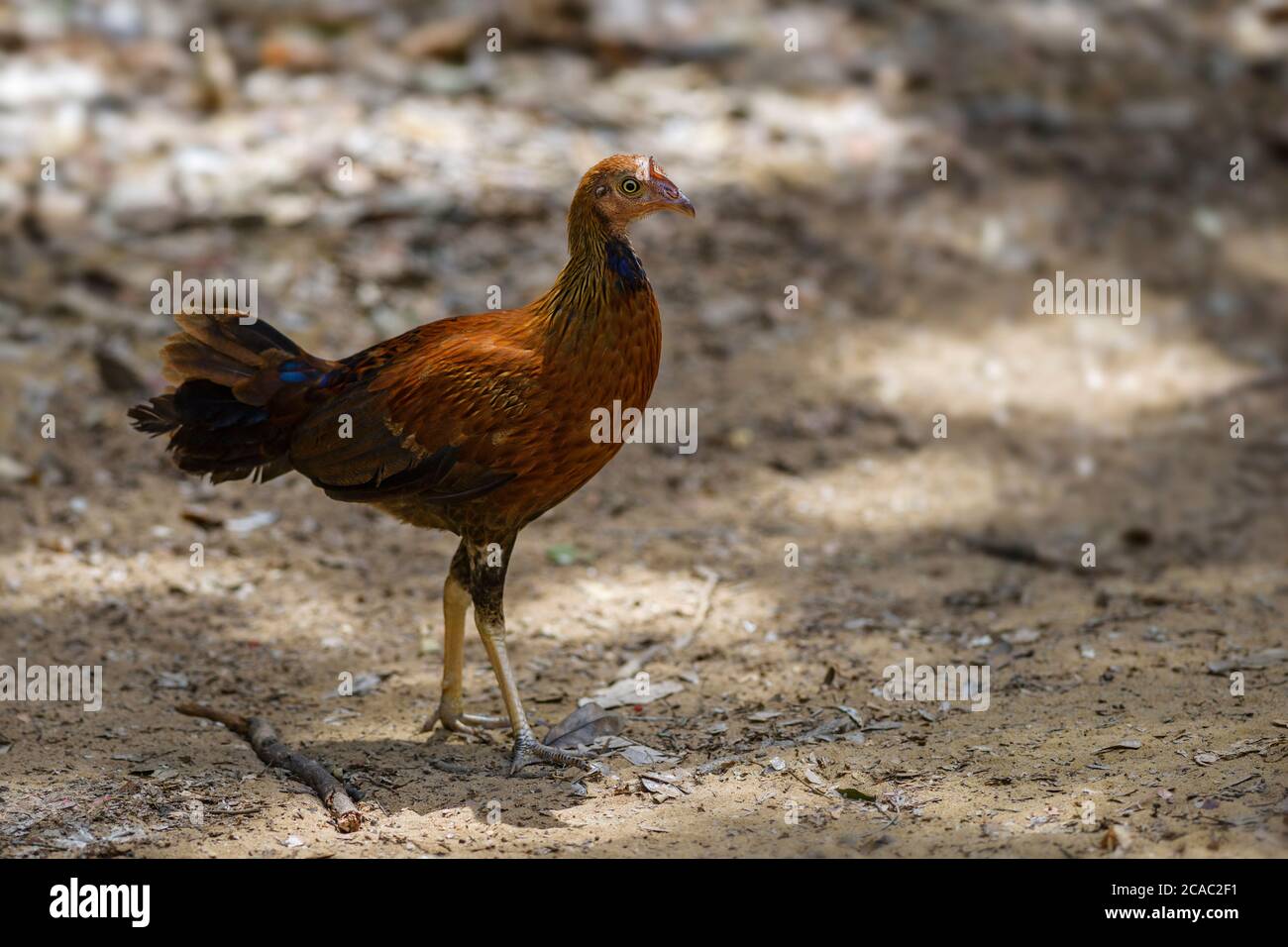 Ceylon Junglefowl - Gallus lafayettii, uccello nazionale colorato iconico dello Sri Lanka dal parco nazionale del Sinharadja, Sri Lanka. Foto Stock