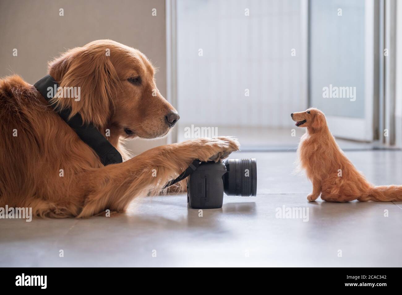 Golden Retriever scattare foto di cane giocattolo Foto Stock
