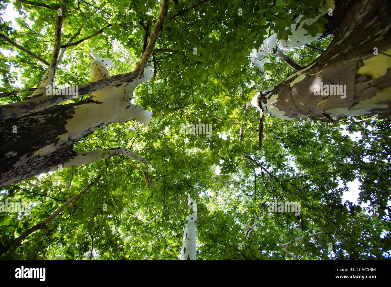 Il Parco cittadino di Budapest, conosciuto anche come Parco Városliget Foto Stock
