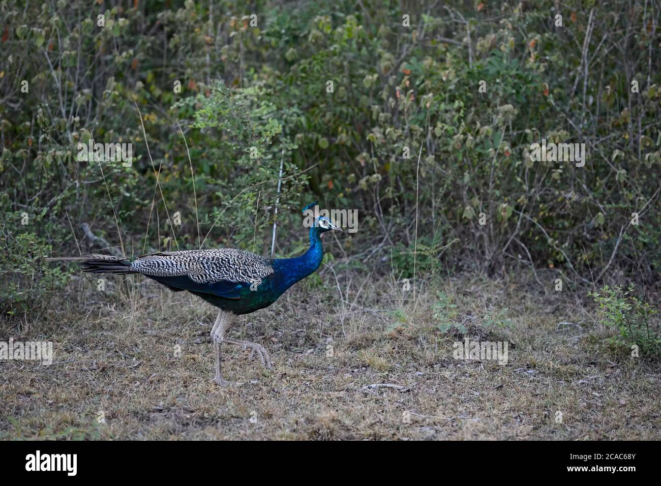 Paafowl indiano - Pavo cristatus, beatful uccello colorato iconico dalle foreste e dai prati indiani, Sri Lanka. Foto Stock