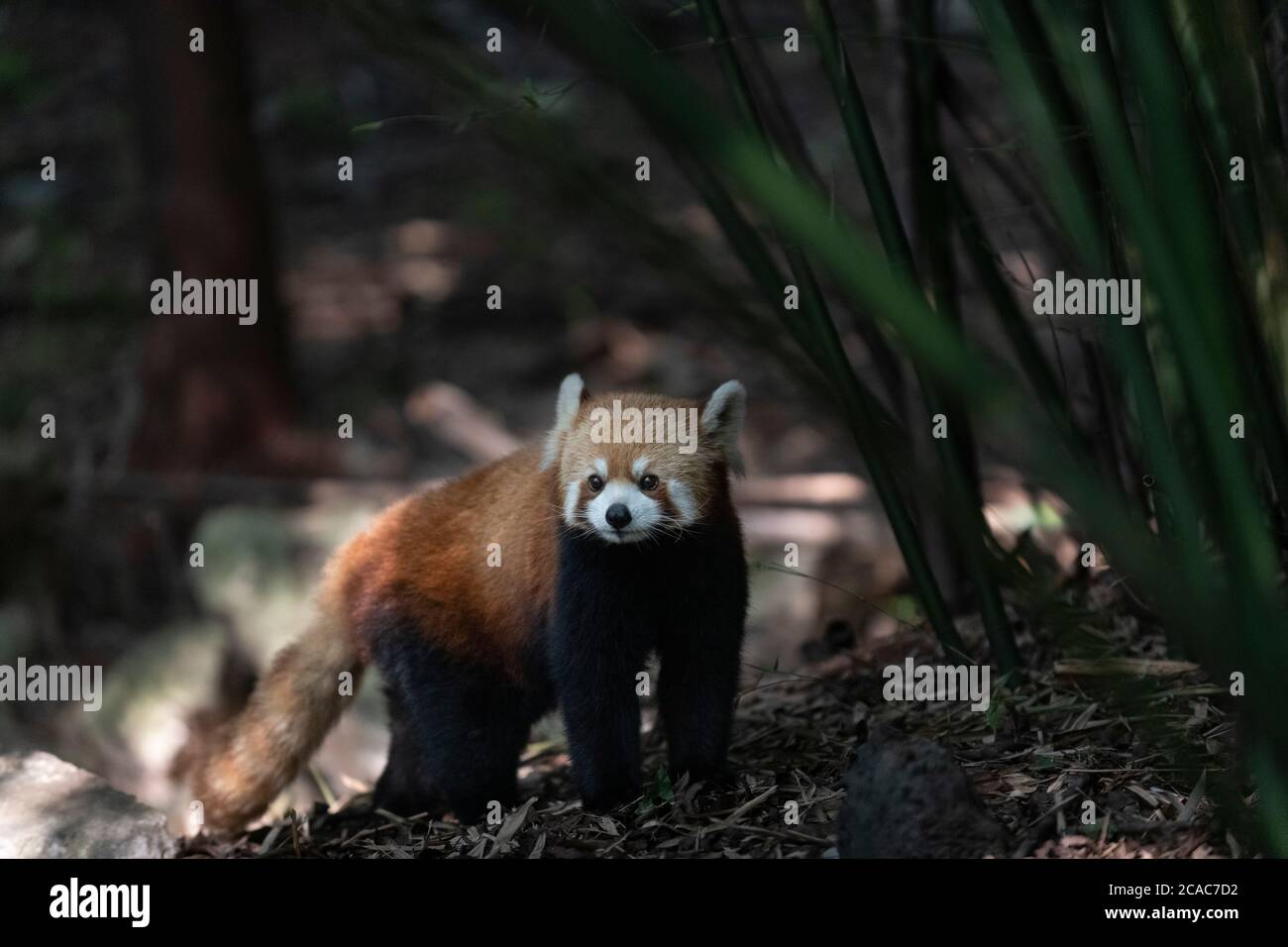 Panda rosso alla base di ricerca di Chengdu di allevamento di panda gigante. Foto Stock