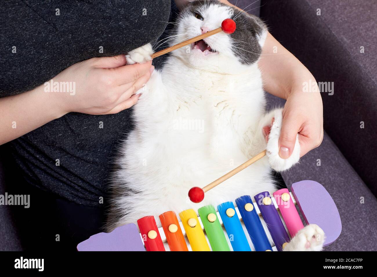 Il simpatico gatto e il suo proprietario suonano uno strumento musicale -  uno xilofono Foto stock - Alamy