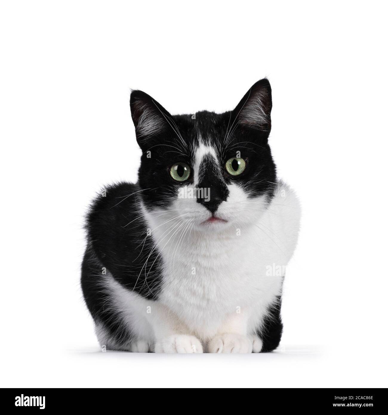 Carino gatto bianco e nero casa, seduta in avanti. Guardando accanto alla fotocamera con occhi verdi ipnotizzanti. Isolato su sfondo bianco. Foto Stock