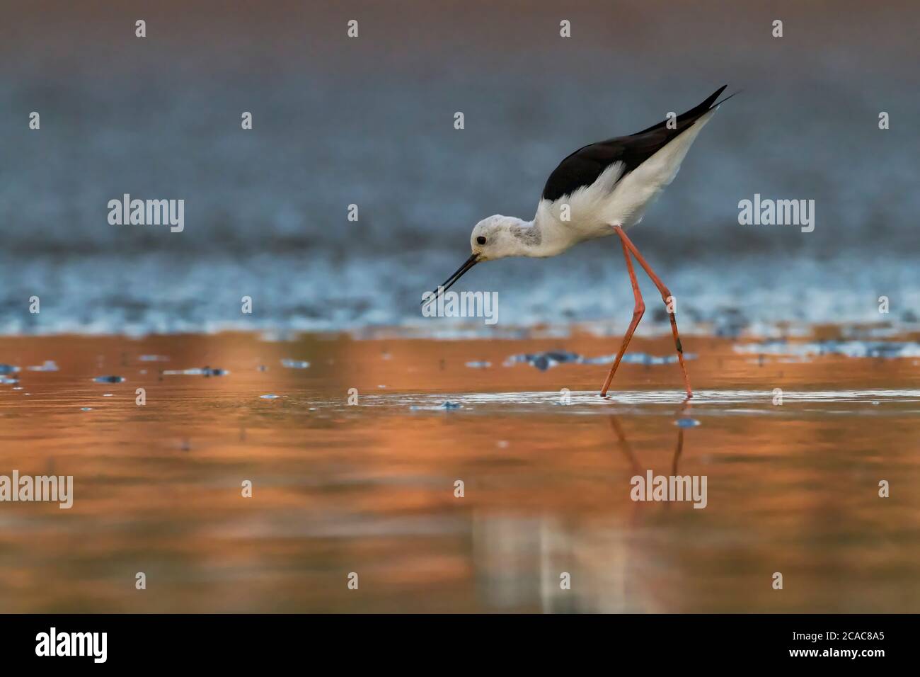 Black-winged stilt (Himantopus himantopus) alimentazione dall'acqua. Il black-winged stilt è ampiamente distribuito molto lunghe zampe wader nell'avocetta e s Foto Stock