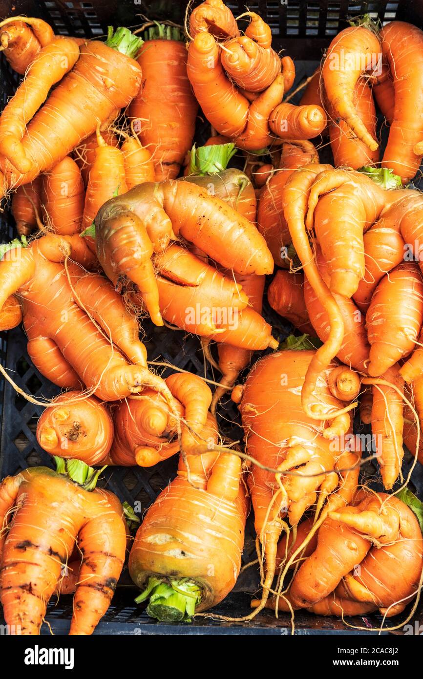 Carote di forma irregolare, note come meravigliose carote Foto Stock