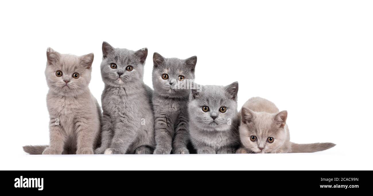 Fila di cinque gattini di gatto lilla e tortie blu British Shorthair,  seduti l'uno accanto all'altro. Tutti i modelli sono rivolti verso la  fotocamera e guardano l'obiettivo con un occhio marrone rotondo