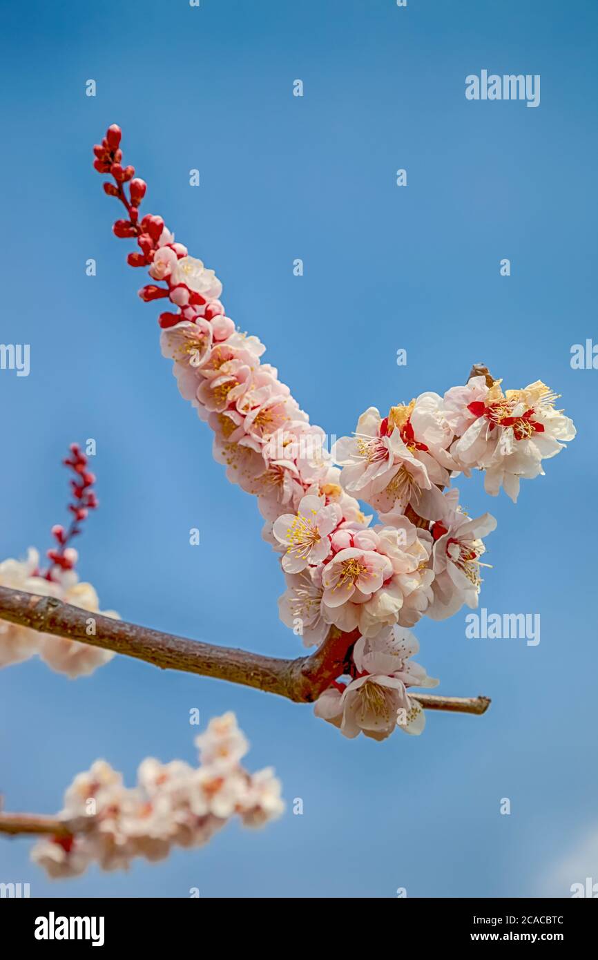 Fiori rosa sakura in una giornata primaverile in Giappone Foto Stock