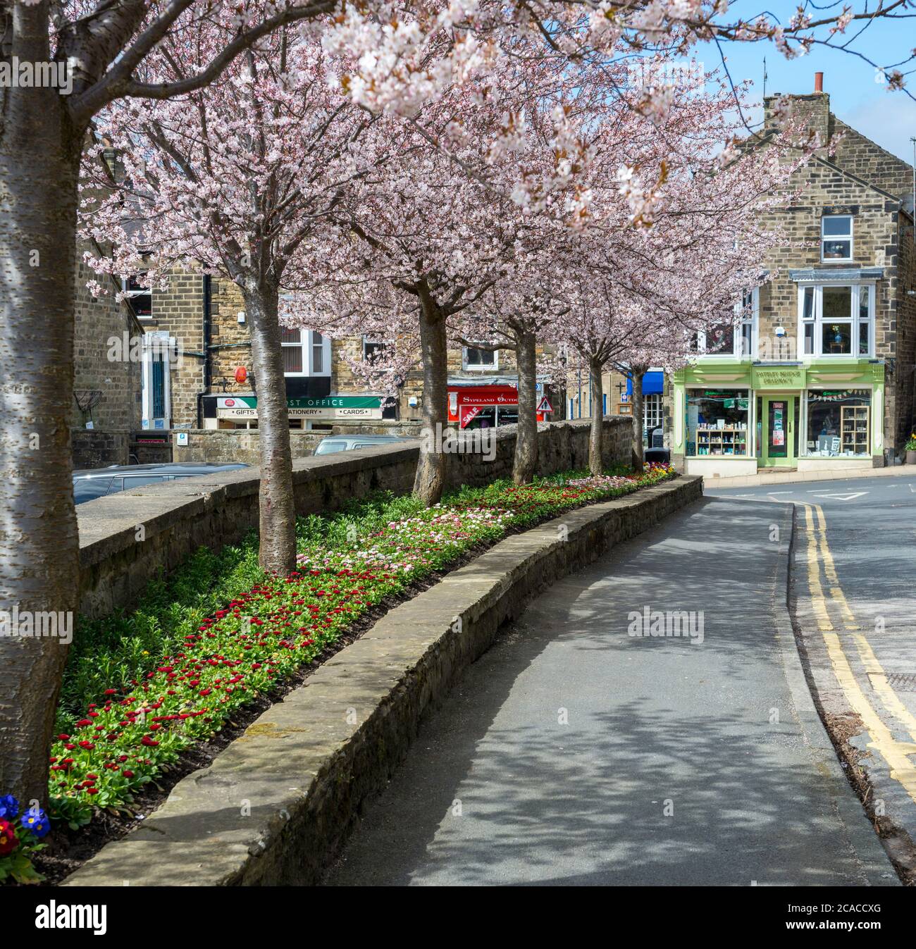 Una fila di ciliegi con fiori rosa in primavera a Pateley Bridge, North Yorkshire Foto Stock