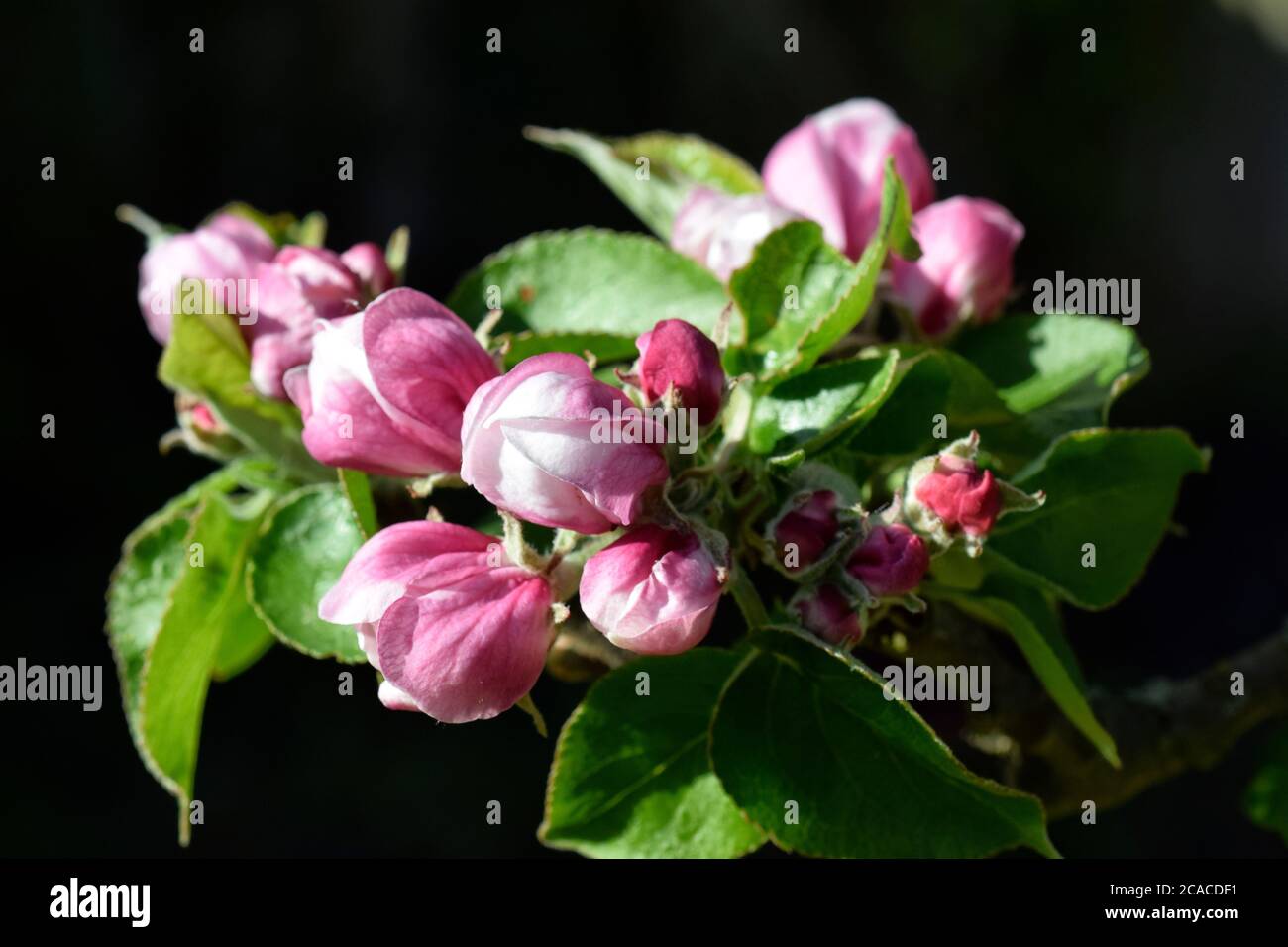 fiore di melo Foto Stock
