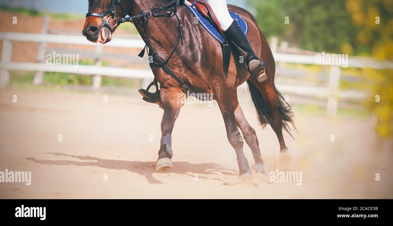 Una baia veloce sport cavallo con un pilota in sella galoppe attraverso l'arena di sabbia, calci la polvere con i suoi zoccoli, in una soleggiata, calda giornata estiva. Foto Stock