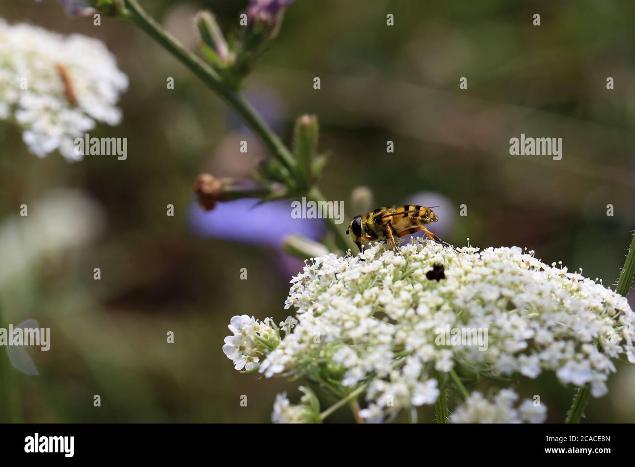 L'ape raccoglie nettare su fiori bianchi in estate Foto Stock