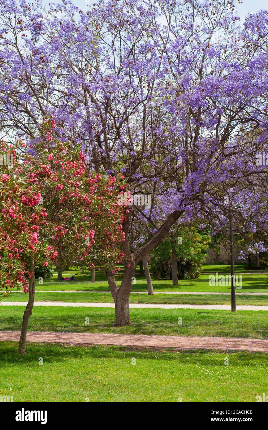 Parco Turia, Valencia, Spagna - alberi Jacaranda nel Parco Turia. Foto Stock