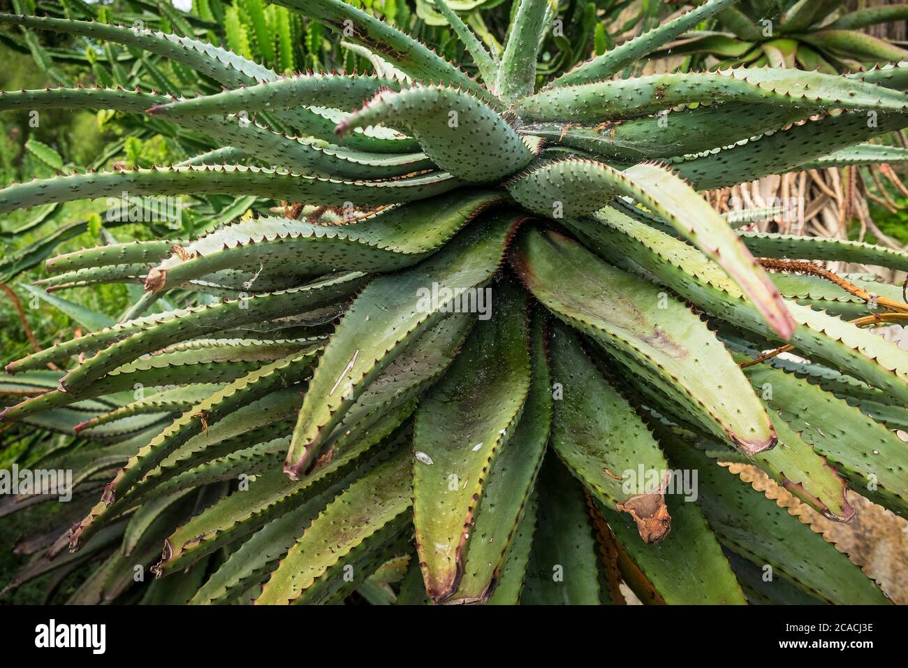 Aloe Marlothi montagna Aloe. Foto Stock