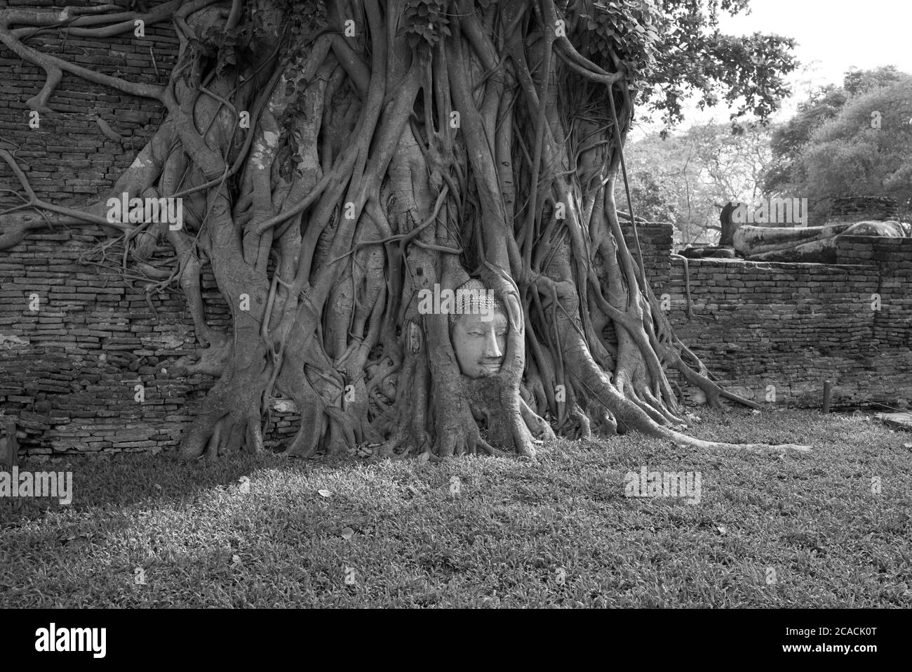 Wat Mahathat's Buddha testa statua in radice albero, preservazione del patrimonio culturale tailandese ad Ayutthaya Thailandia. Foto Stock