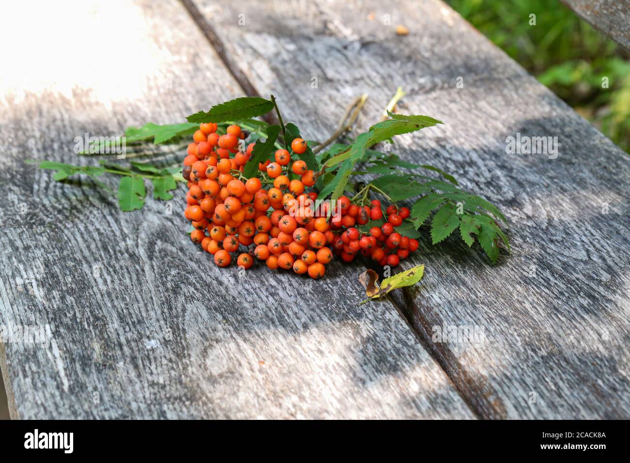 Rami di rowan rosso giacciono su una panchina nella foresta Foto Stock