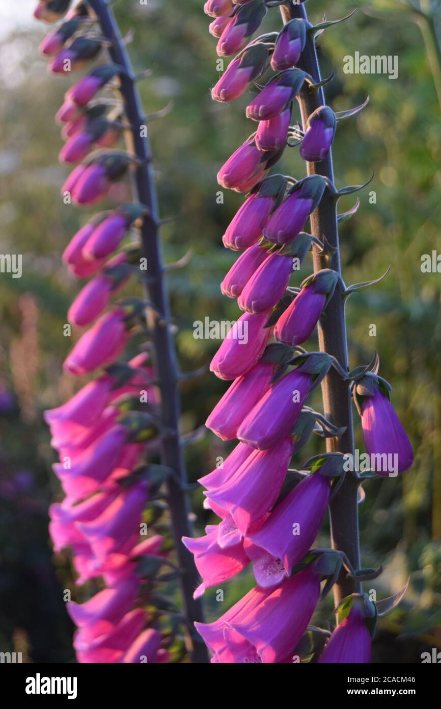 Torrette di guanto di foxglove Foto Stock