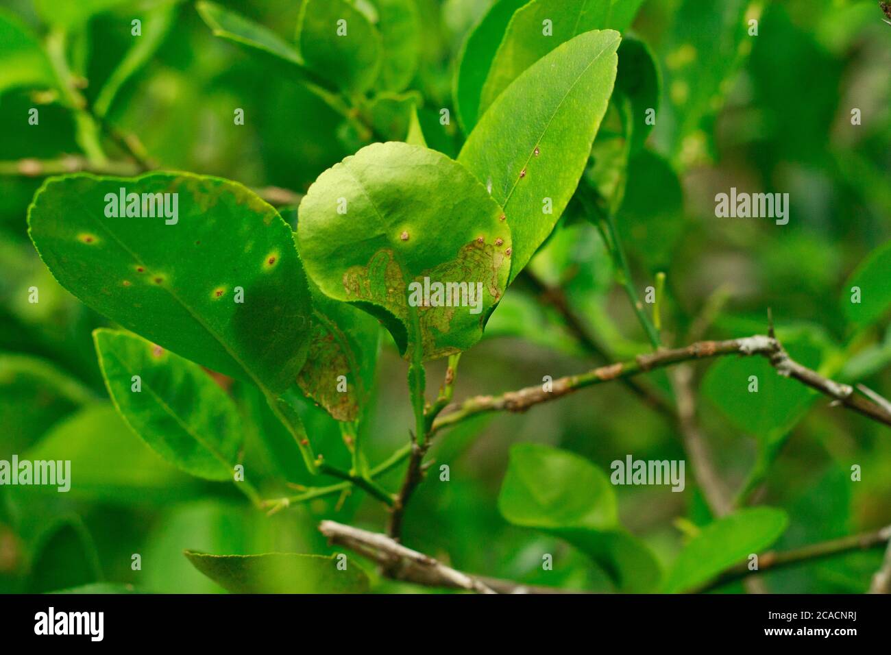 Citrus Leaf miner Damage e Citrus Canker su foglie di lime o foglia di limone Foto Stock