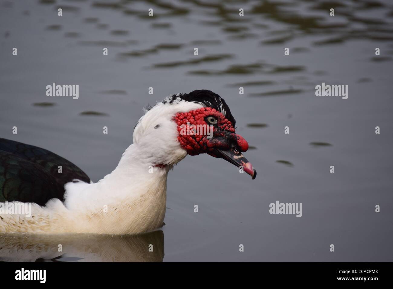 Anatra muta Foto Stock