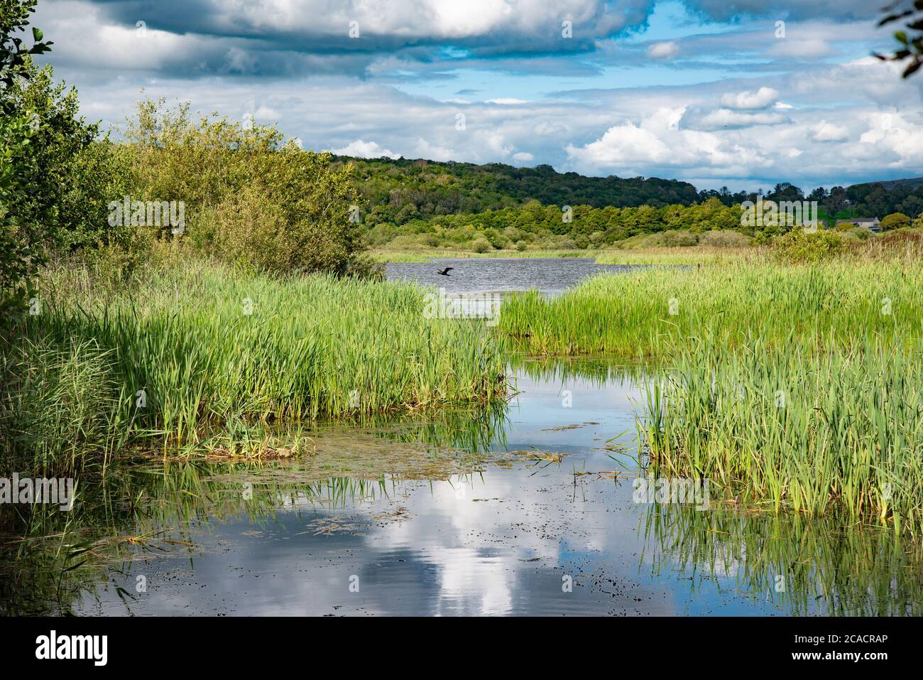 Una vista di RSPB Leighton Moss, Silverdale, Carnforth, Lancashire, UK. Foto Stock