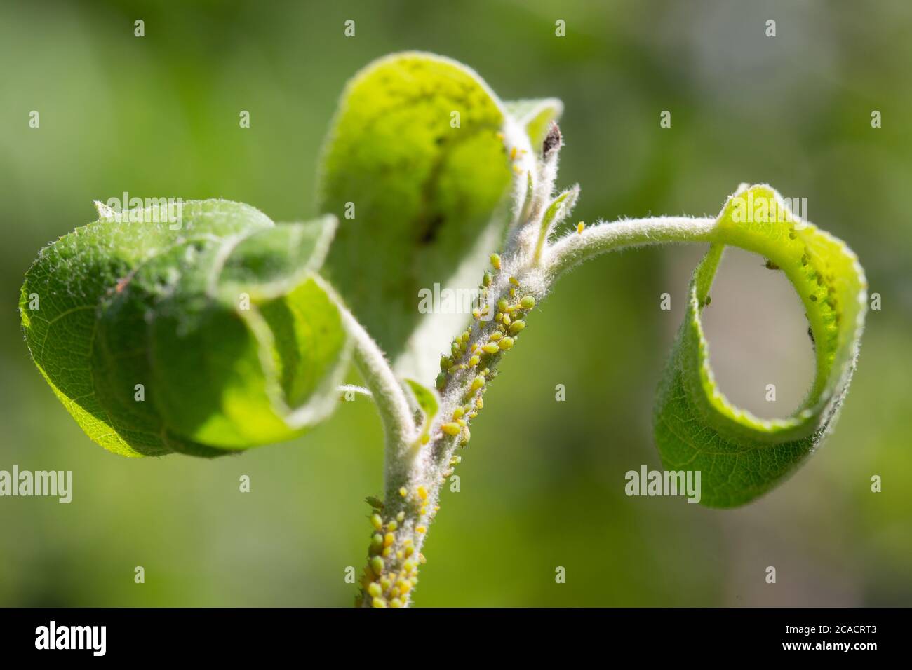 Afidi colonia sulla mela albero. Insetti macro greenfly. Pesticida biologico. Foto Stock