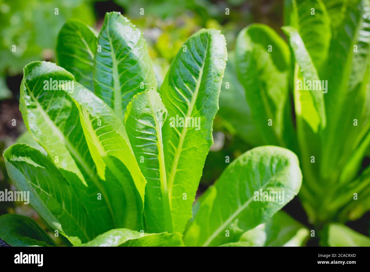 Lattuga verde COS o Cos Romaine lattuga su verdure sane insalata cibo natura sfondo Foto Stock