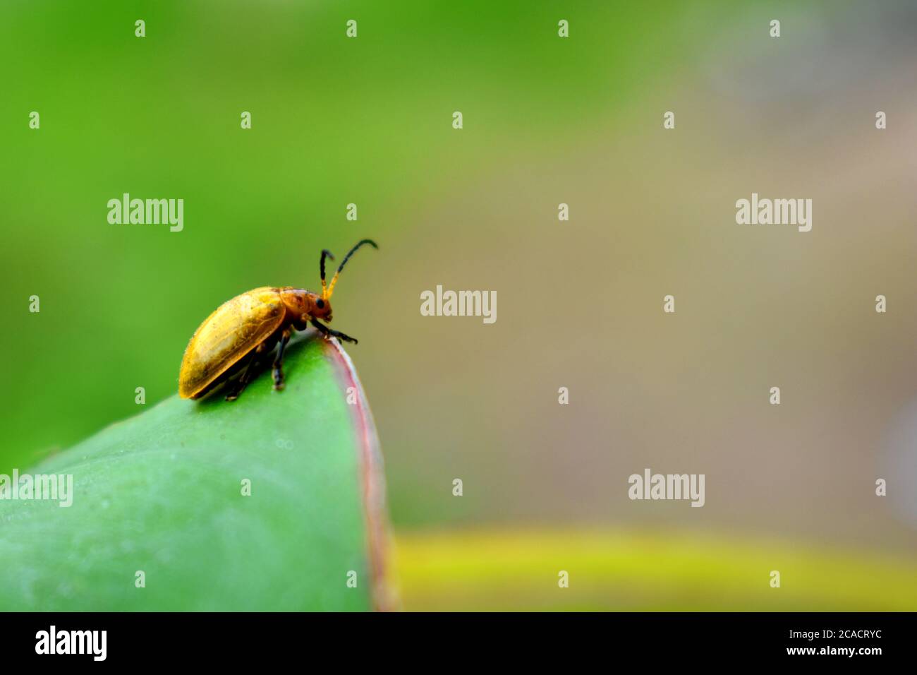 Un coleottero di zucca strisciato su foglia verde Foto Stock