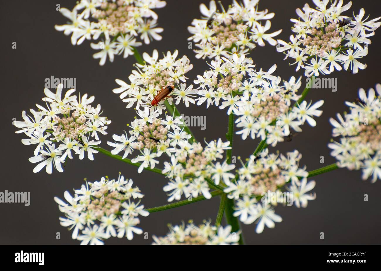 Red Soldier Beetle su alghe comuni, Chipping, Preston, Lancashire, Regno Unito Foto Stock