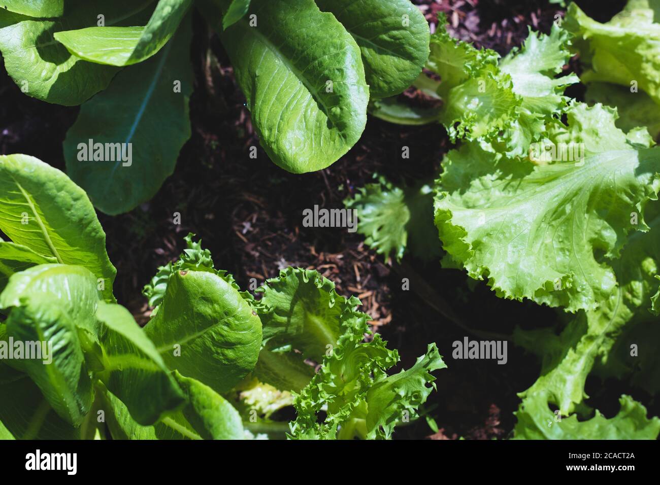Lattuga a foglia verde e Frillice Iceberg lattuga e verdi cos lattuga su verdure biologiche insalata di sfondo alimentare Foto Stock