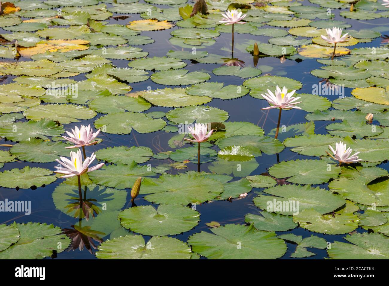 Acqua bianca in fiore Lilly (Nymphaea) in uno stagno a Candidasa, Karangasem, Bali, Indonesia. Foto Stock