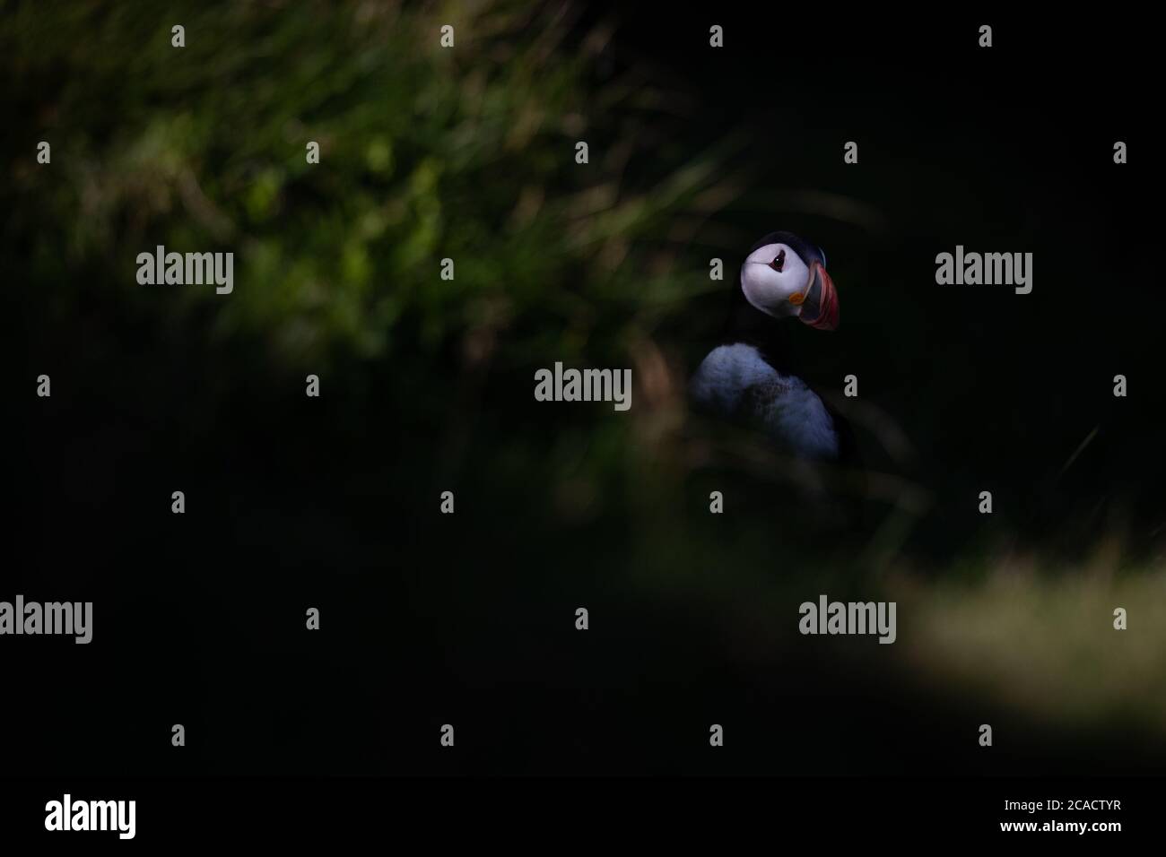 Un puffin si trova sulla cima della collina delle Isole Westman, situato a circa 7.4 chilometri dalla costa meridionale dell'Islanda. Foto Stock