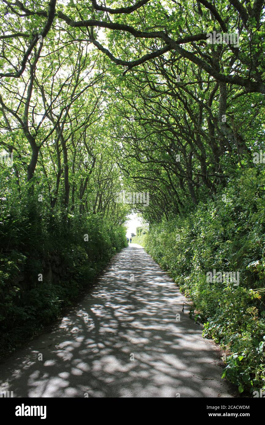 corridoio di alberi e ombre Foto Stock