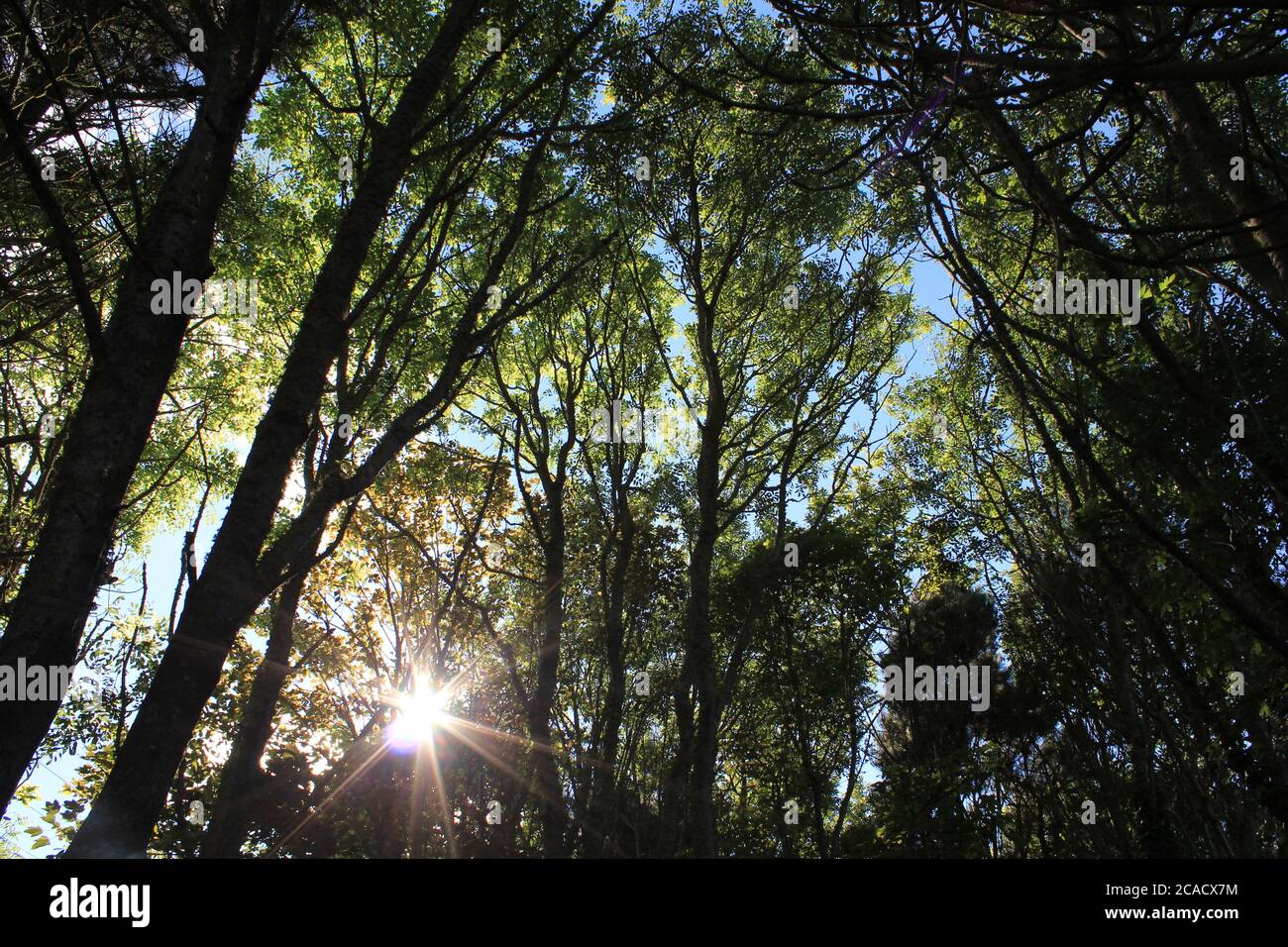 Sole attraverso il verde ricco Foto Stock