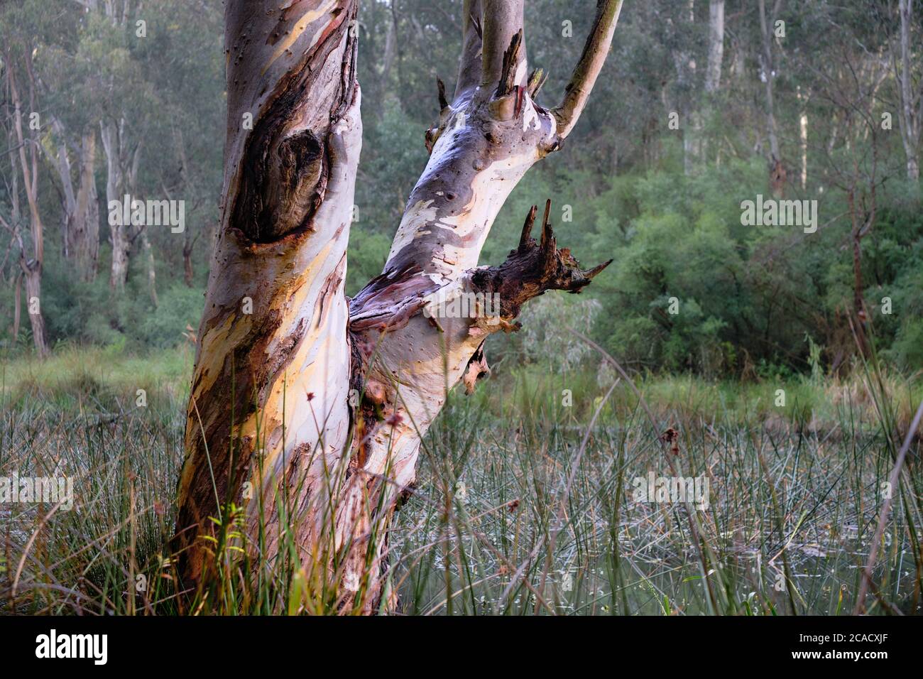 Zone umide fiume Red Gum Foto Stock