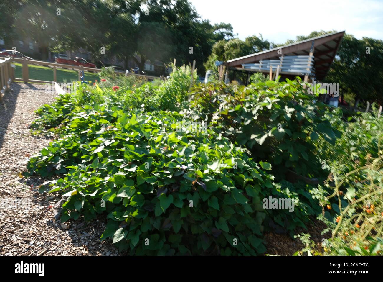 Urban Rain Garden per i volontari per lavorare e avere prodotti, tra cui alcuni che condividono i prodotti liberamente con altri Foto Stock