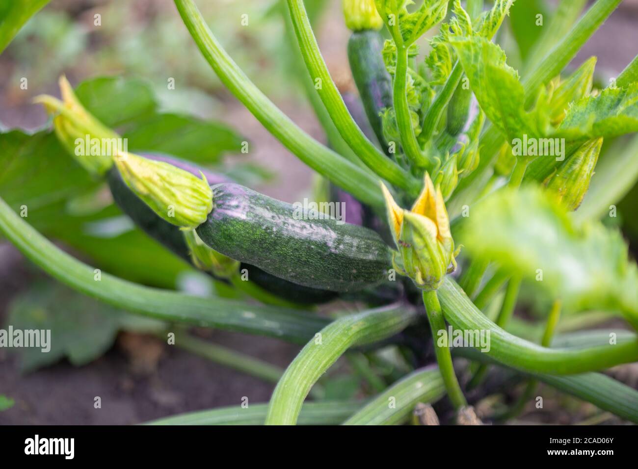 Zucchine, o fiori di zucchine e frutta. Giardino crescente cibo sano. Foto Stock